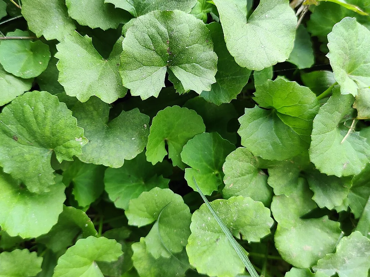 積雪草 Centella Asiatica 植物
